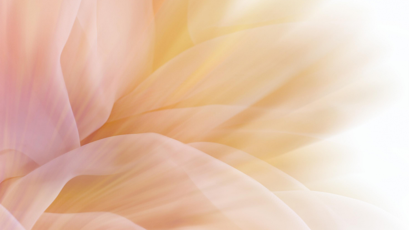 Обои цвет, лепесток, желтый, розовый, цветок в разрешении 1366x768