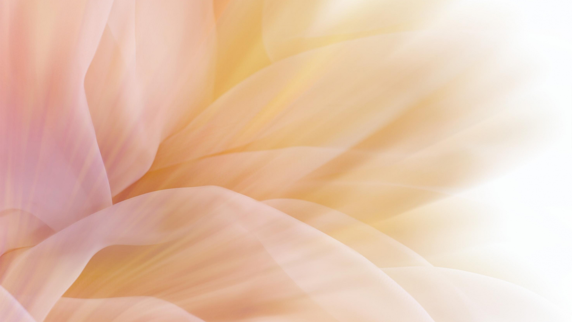 Обои цвет, лепесток, желтый, розовый, цветок в разрешении 1920x1080