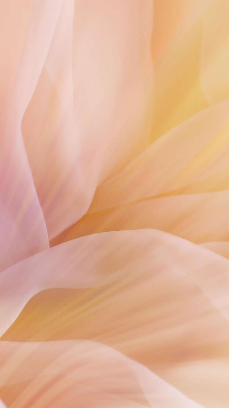 Обои цвет, лепесток, желтый, розовый, цветок в разрешении 750x1334