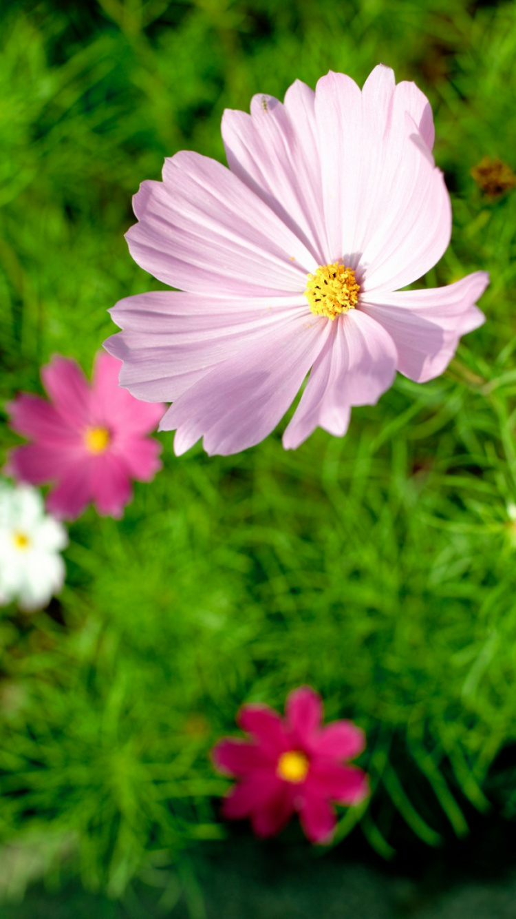 Обои цветковое растение, растение, сад космос, Вселенная, семья ромашек в разрешении 750x1334