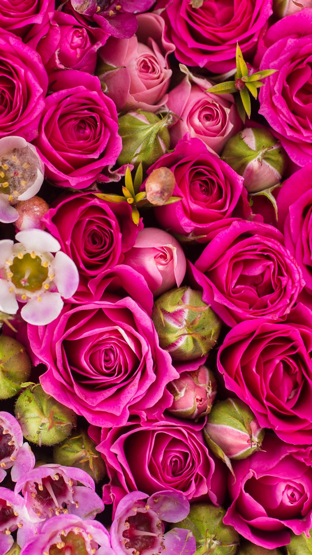 Обои Роза, цветок, сад роз, цветковое растение, розовый в разрешении 1080x1920