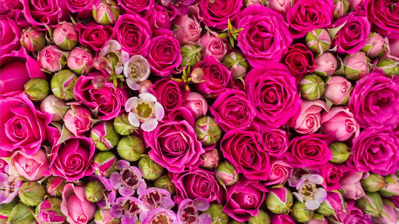 Обои Роза, цветок, сад роз, цветковое растение, розовый в разрешении 1366x768