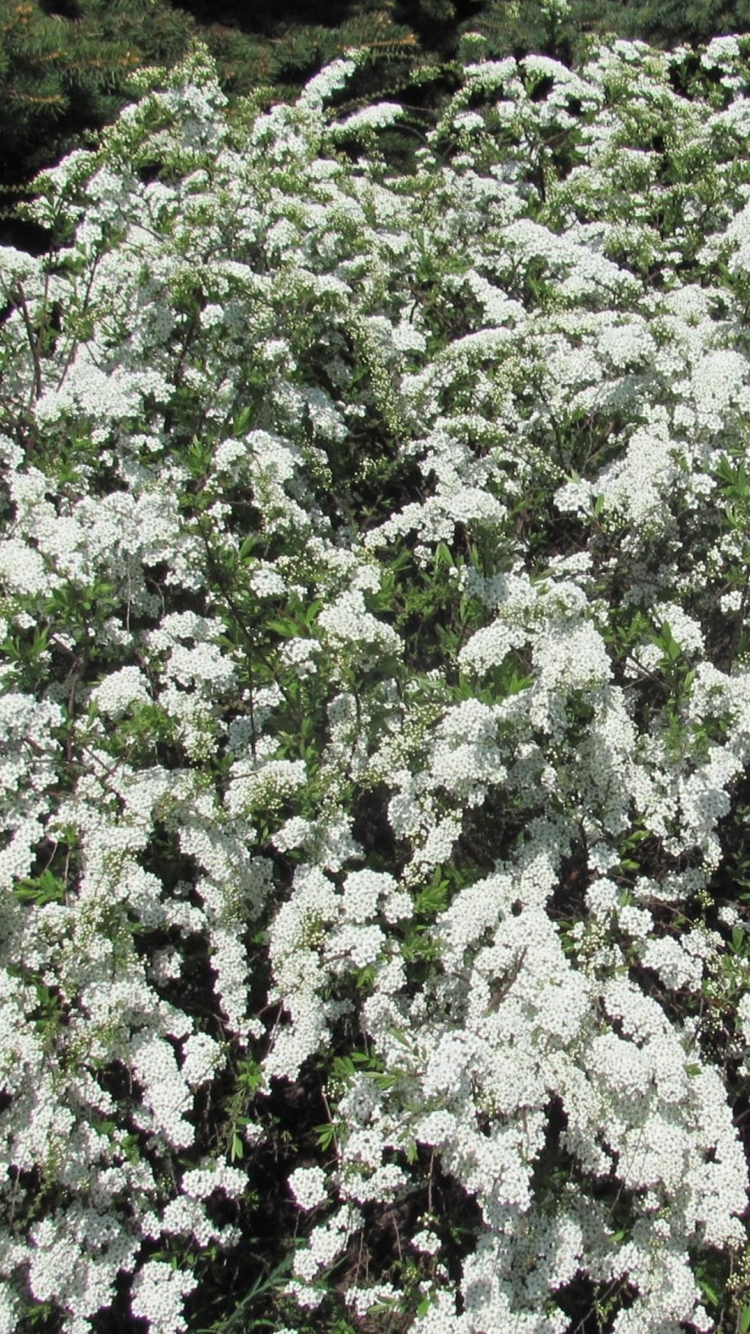 Обои белые, полукустарник, дерево, почвопокровная, расцвет в разрешении 1080x1920