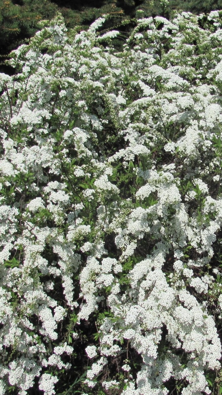 Обои белые, полукустарник, дерево, почвопокровная, расцвет в разрешении 720x1280