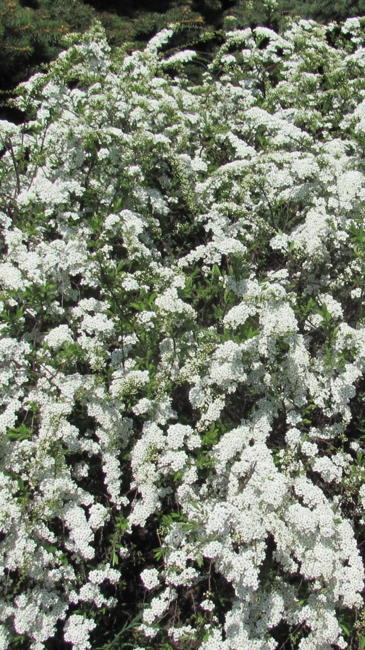 Обои белые, полукустарник, дерево, почвопокровная, расцвет в разрешении 750x1334