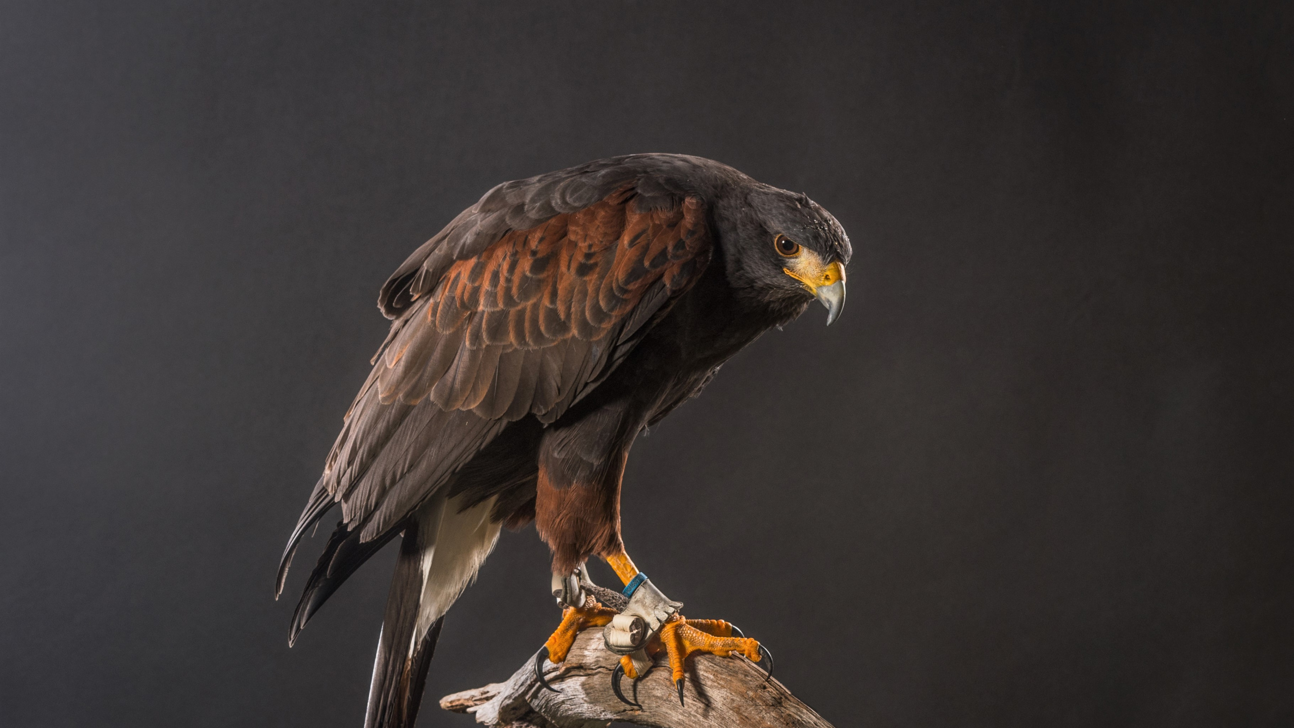 Обои Сокол, ястреб, Harriss Хок, Орел, птица в разрешении 2560x1440