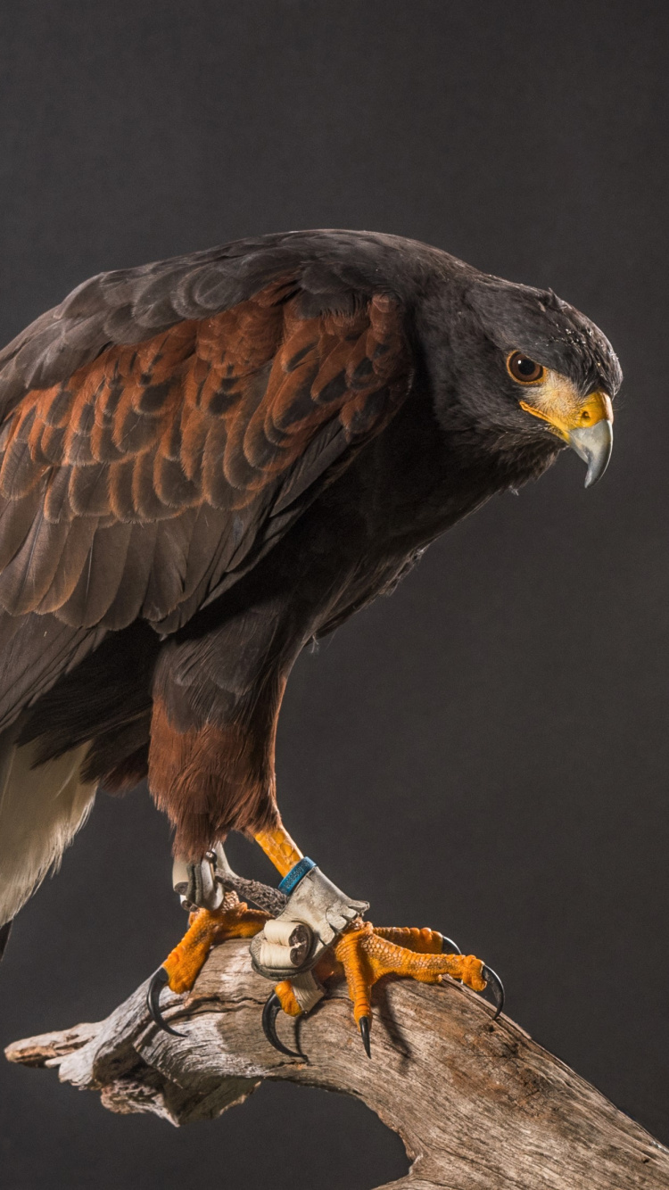 Обои Сокол, ястреб, Harriss Хок, Орел, птица в разрешении 750x1334