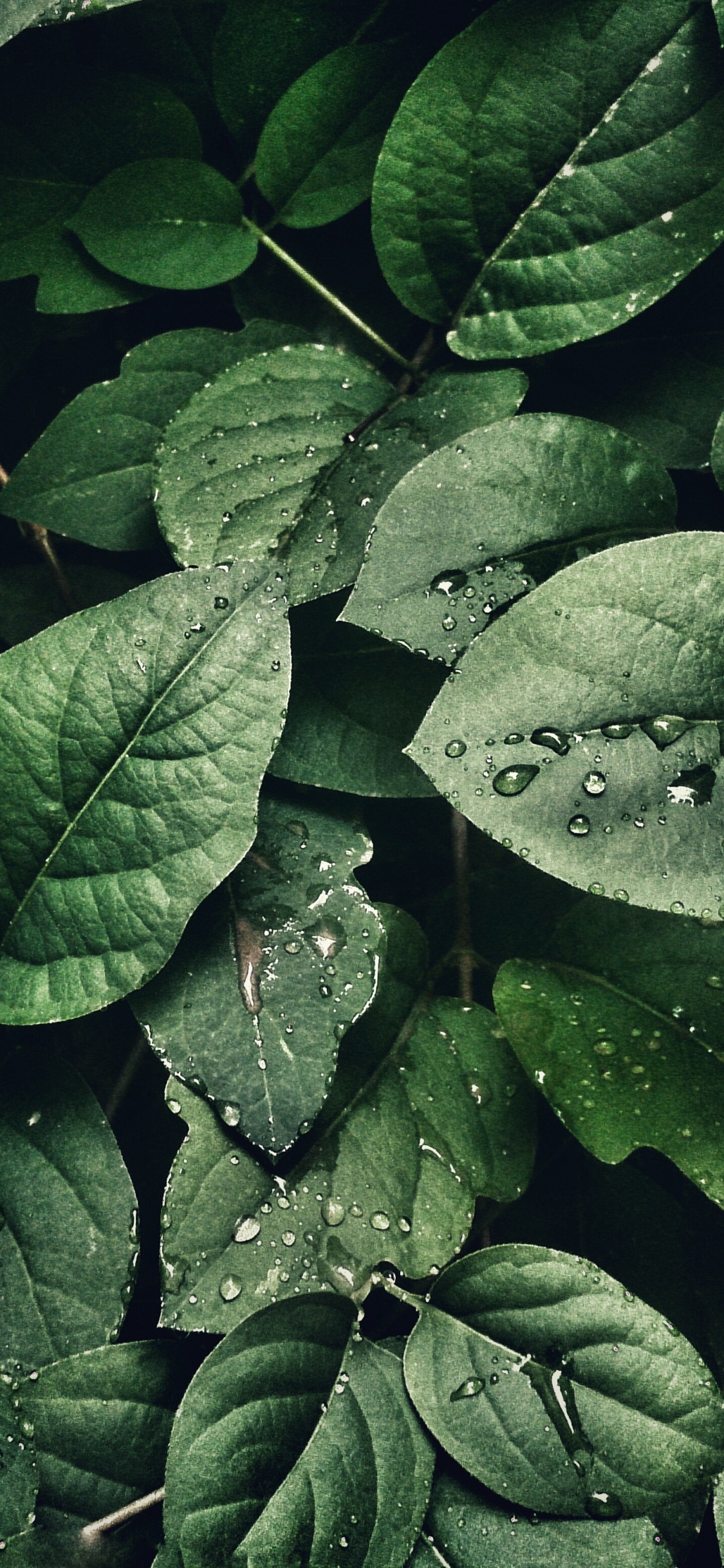 Обои крупный план, растение, лист, наземное растение, почвопокровная в разрешении 1125x2436