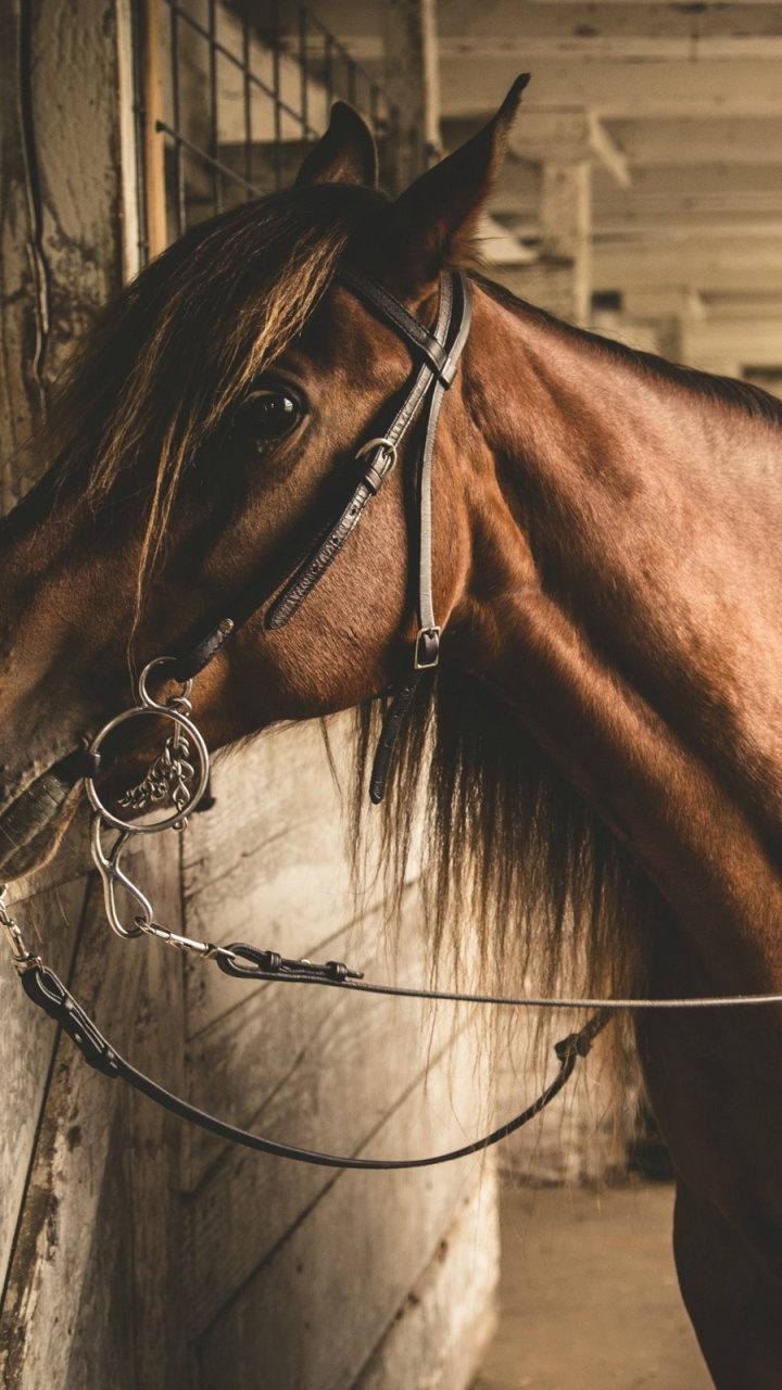 Обои конь, наклейка на стену, уздечка, Сбруя, вожжа в разрешении 720x1280