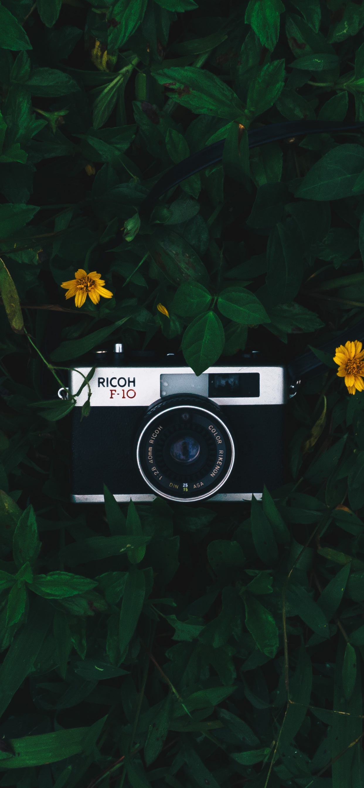 Обои камера, объектив камеры, зеленый, растение, полевой цветок в разрешении 1242x2688