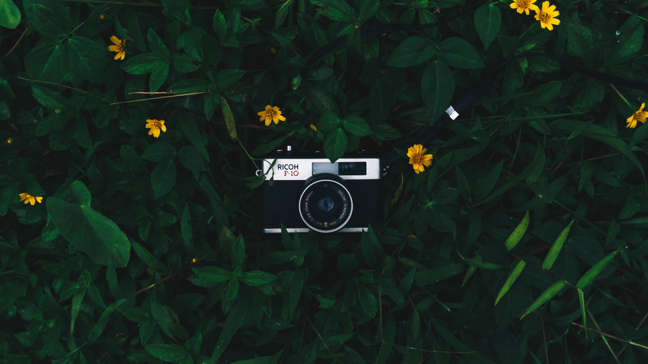 Обои камера, объектив камеры, зеленый, растение, полевой цветок в разрешении 1280x720