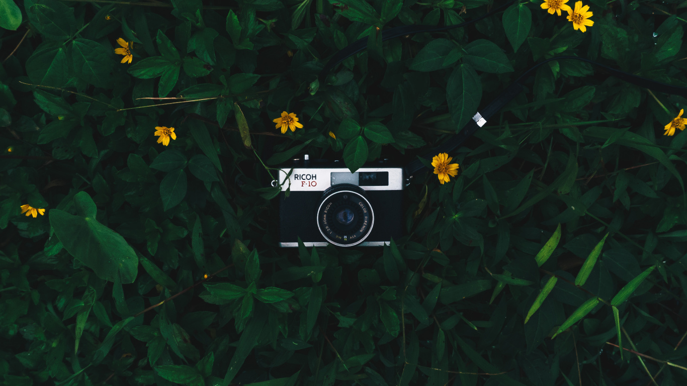 Обои камера, объектив камеры, зеленый, растение, полевой цветок в разрешении 1366x768