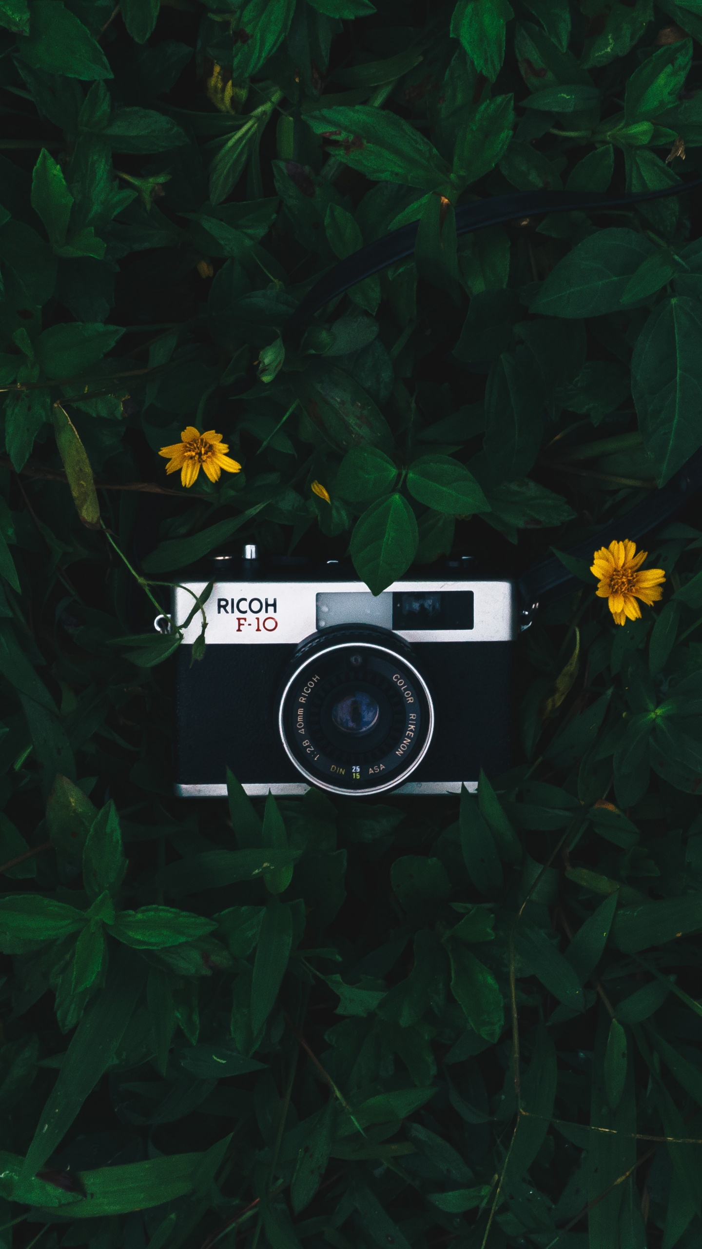 Обои камера, объектив камеры, зеленый, растение, полевой цветок в разрешении 1440x2560