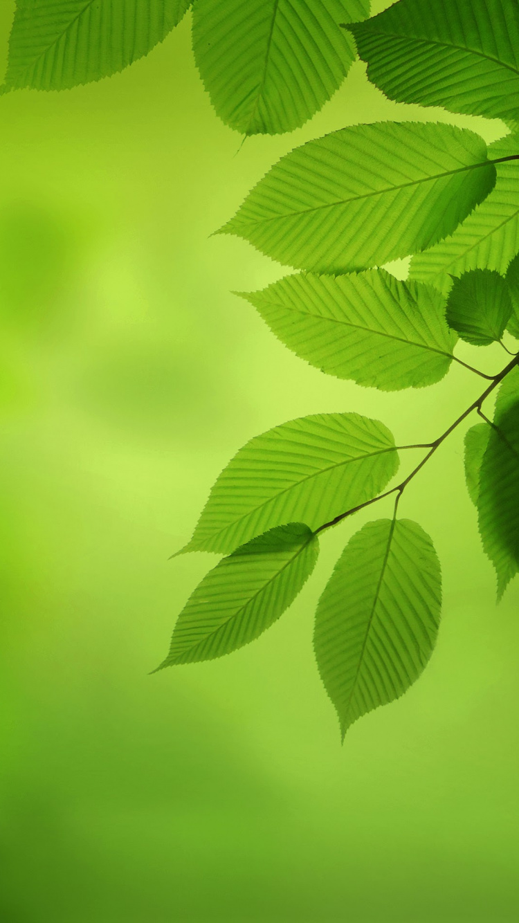 Обои Huawei, Huawei Nova, Huawei Nova 2, Huawei fresh 2 Подробнее, смартфон в разрешении 750x1334