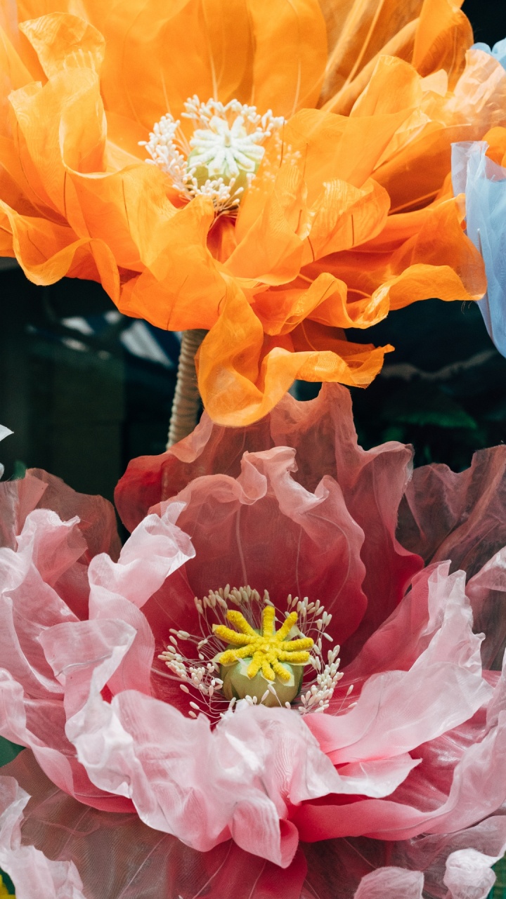 Обои виджет, цветок, растение, лепесток, Оранжевый цвет в разрешении 720x1280