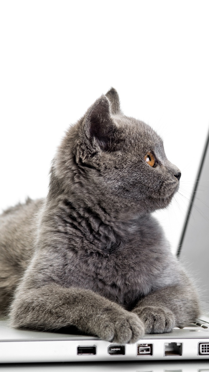 Обои кот, бакенбарды, технологии, британская короткошерстная, шартрез в разрешении 720x1280