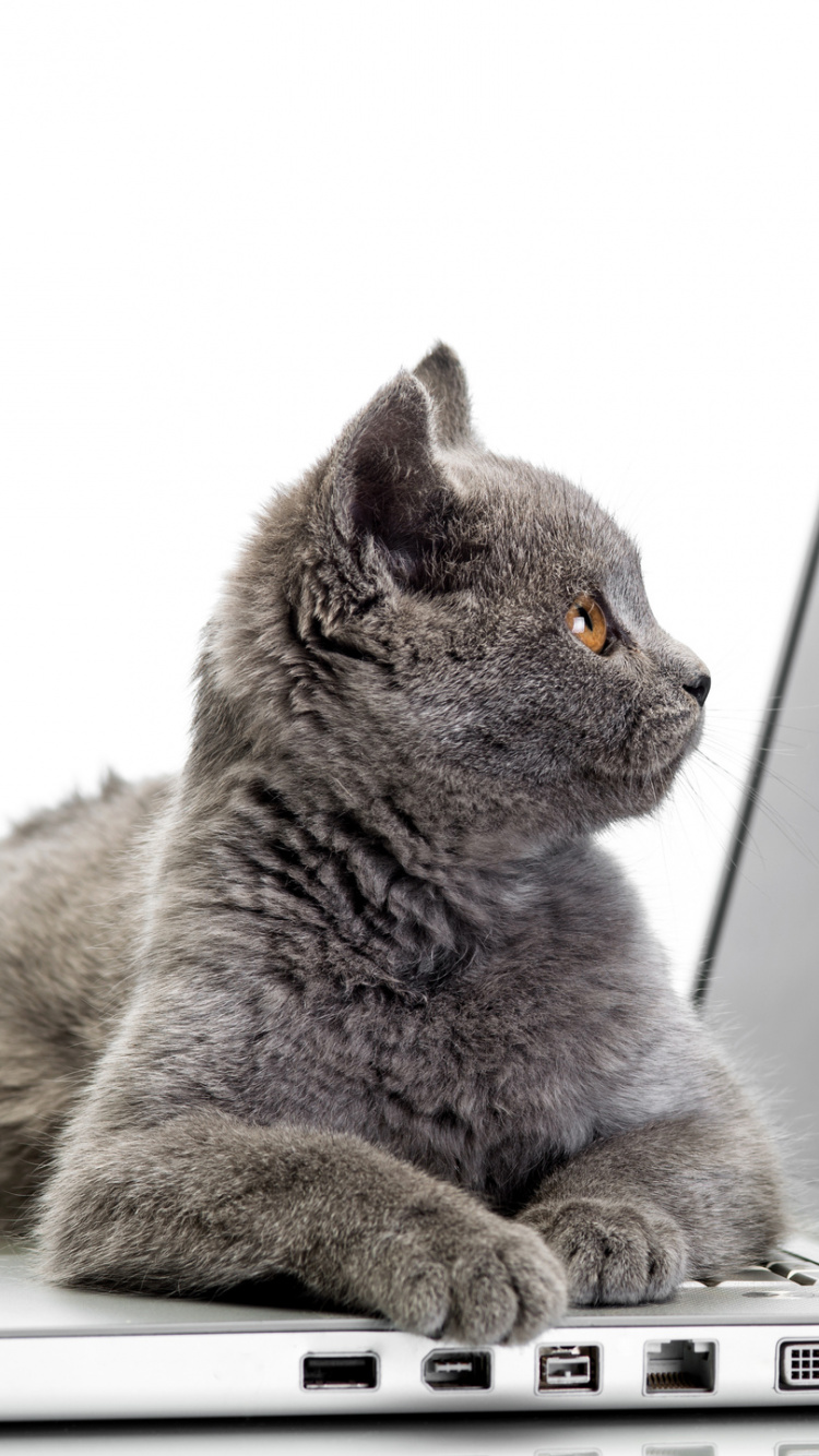 Обои кот, бакенбарды, технологии, британская короткошерстная, шартрез в разрешении 750x1334