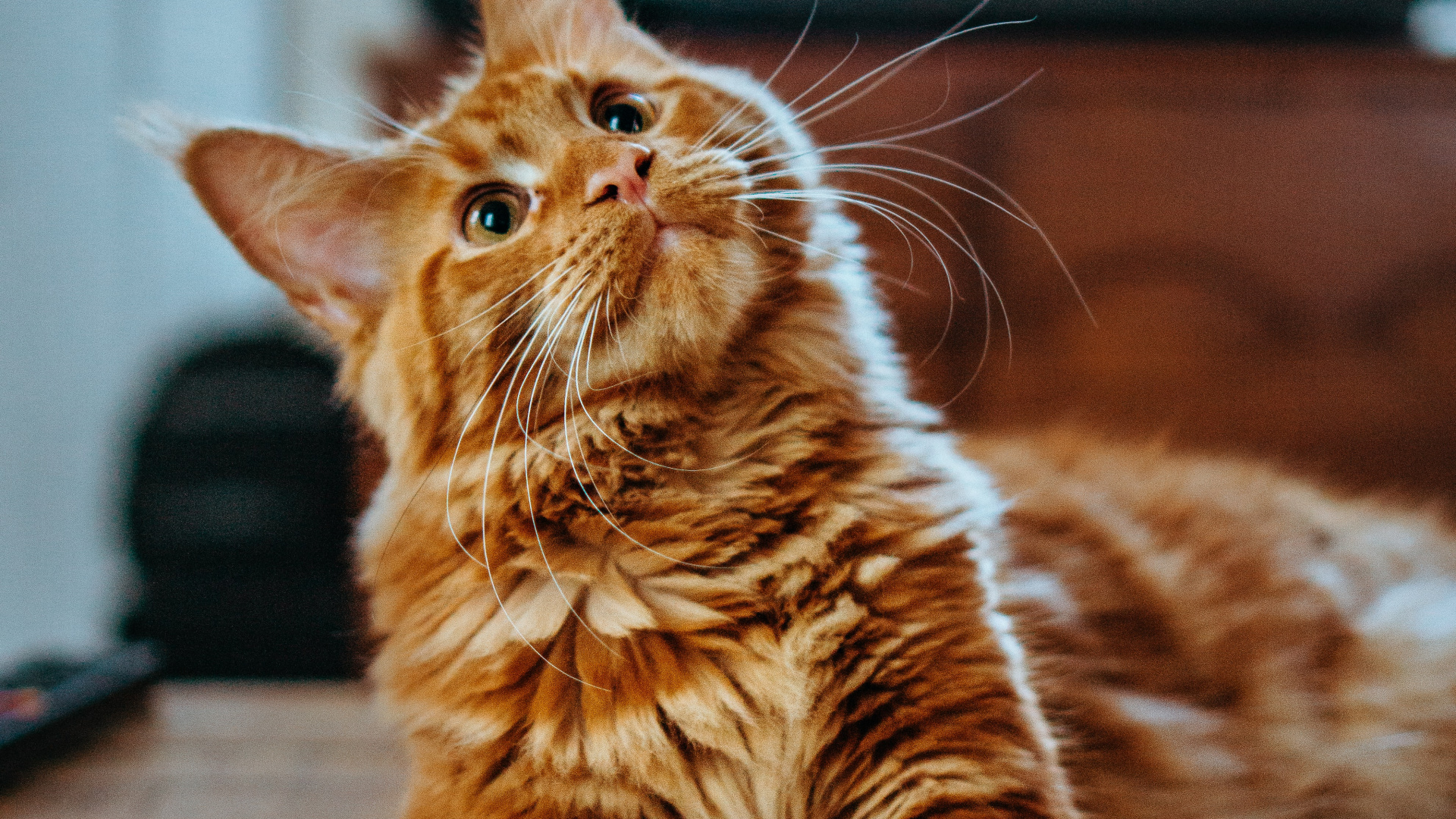 Обои кот, мейн кун, кошачьих, регдолл, Сибирская кошка в разрешении 1920x1080