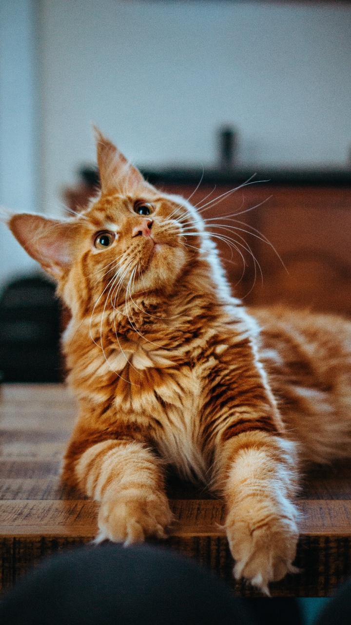 Обои кот, мейн кун, кошачьих, регдолл, Сибирская кошка в разрешении 720x1280