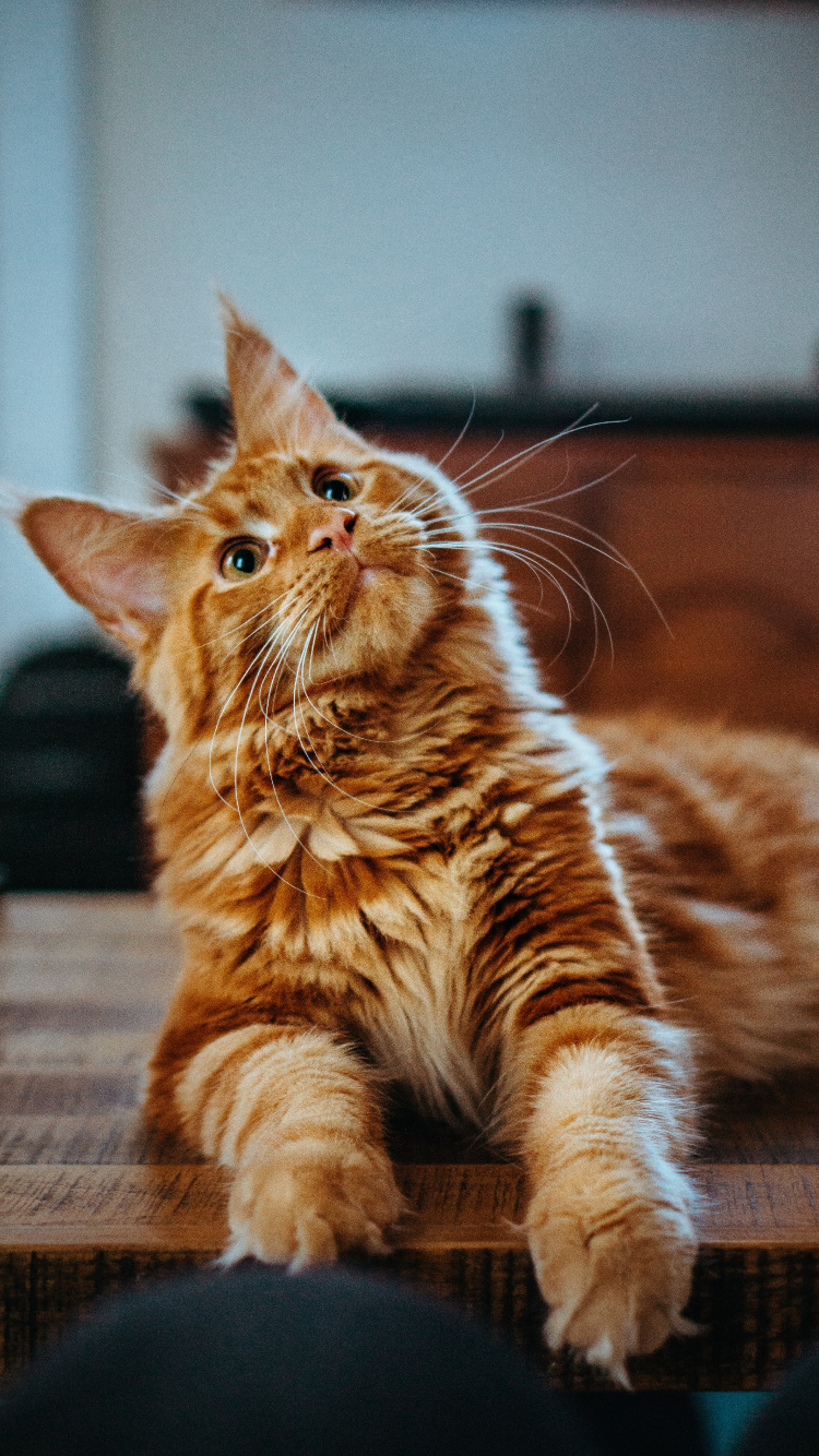 Обои кот, мейн кун, кошачьих, регдолл, Сибирская кошка в разрешении 750x1334