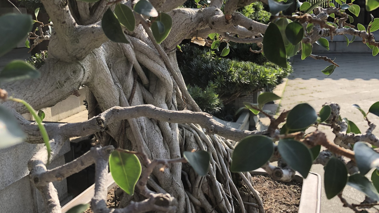 Обои дерево, ветвь, древесные растения, прут, продукция в разрешении 1280x720