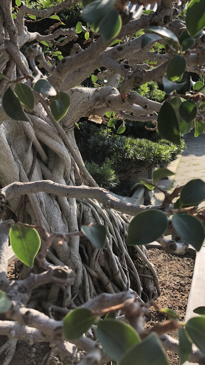 Обои дерево, ветвь, древесные растения, прут, продукция в разрешении 720x1280