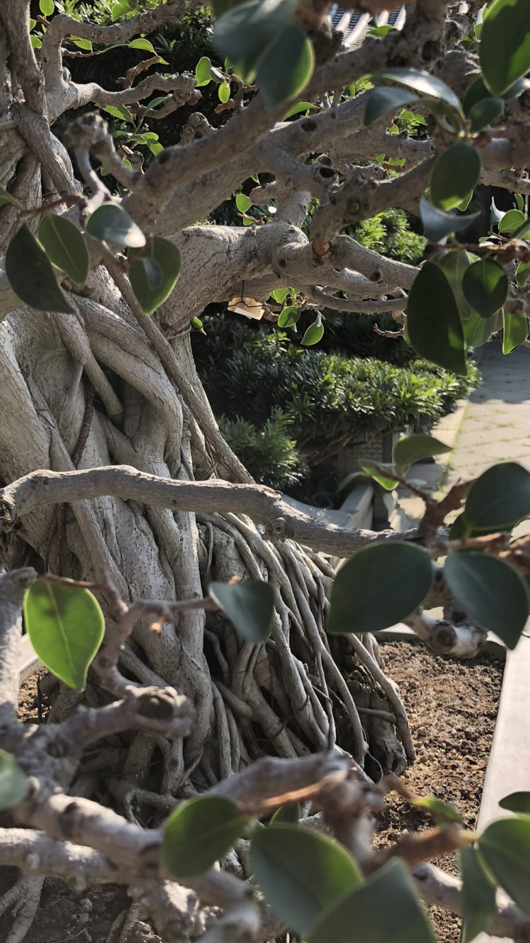 Обои дерево, ветвь, древесные растения, прут, продукция в разрешении 750x1334