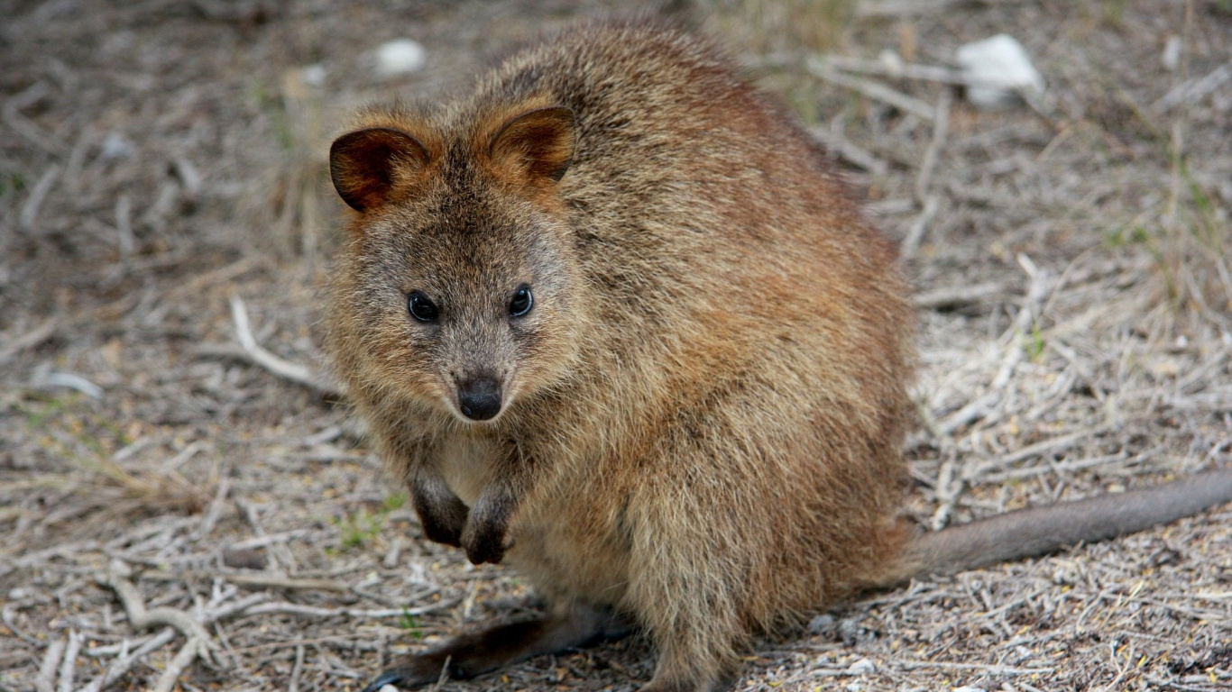 Обои Сумчатые, Квокка, валлаби, наземные животные, сумчатое животное в разрешении 1366x768