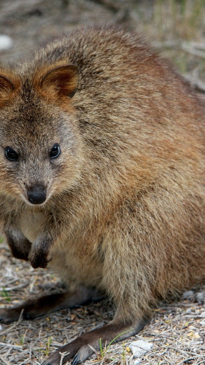 Обои Сумчатые, Квокка, валлаби, наземные животные, сумчатое животное в разрешении 720x1280