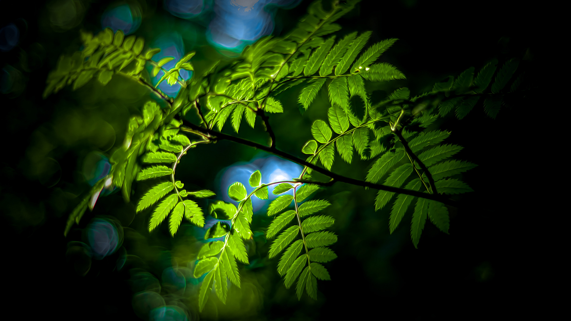 Обои природа, лист, ветвь, наземное растение, прут в разрешении 1920x1080