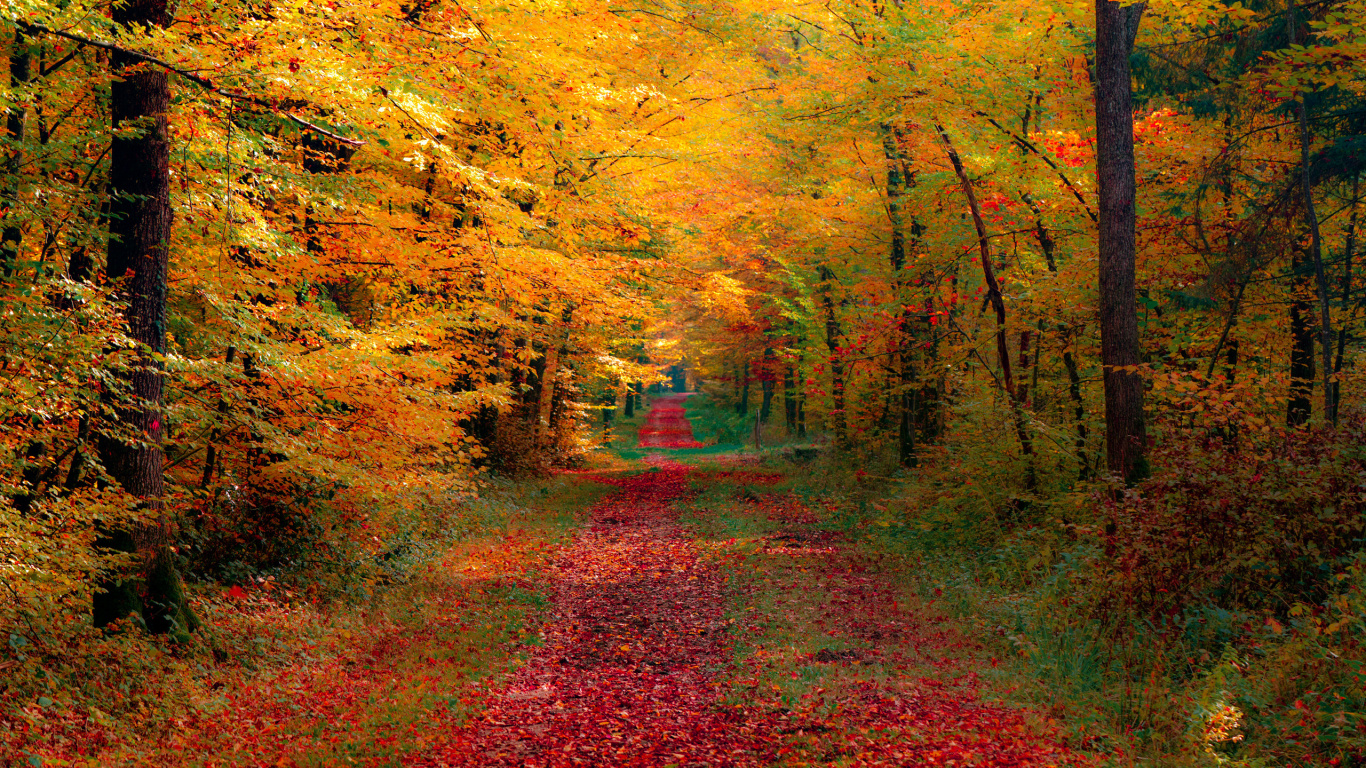 Обои лес, осень, природа, лист, листопадные в разрешении 1366x768