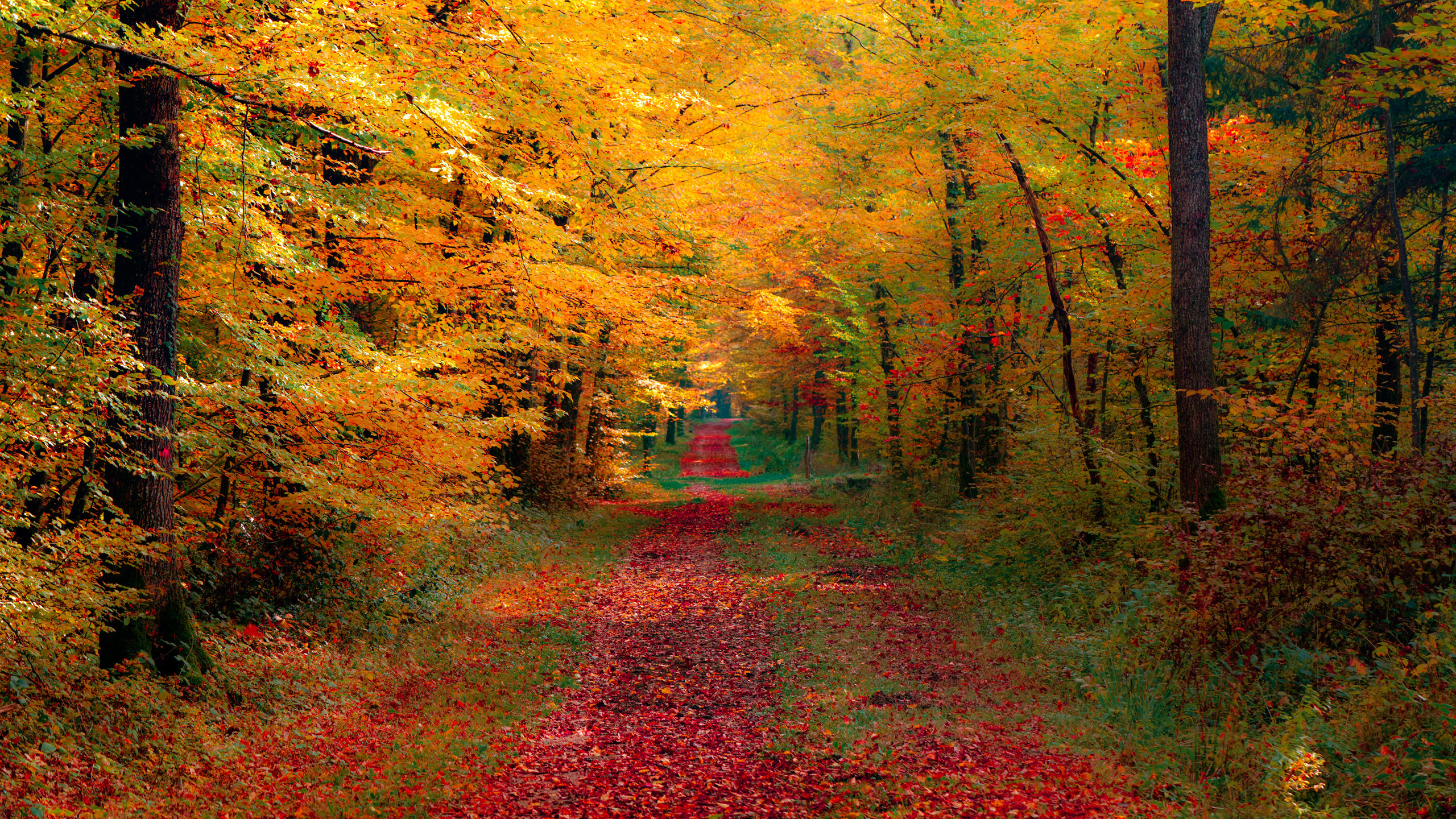 Обои лес, осень, природа, лист, листопадные в разрешении 2560x1440