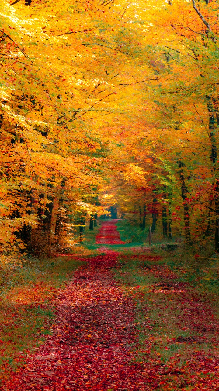 Обои лес, осень, природа, лист, листопадные в разрешении 720x1280