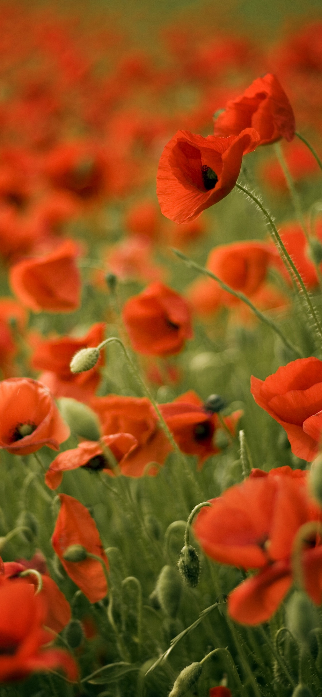 Обои цветок, коклико, поле, растение, полевой цветок в разрешении 1125x2436