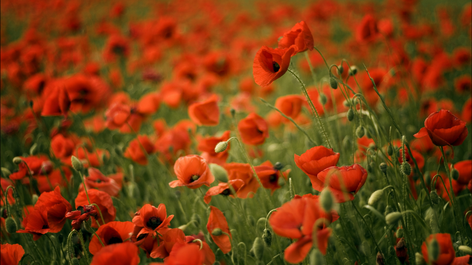 Обои цветок, коклико, поле, растение, полевой цветок в разрешении 1920x1080