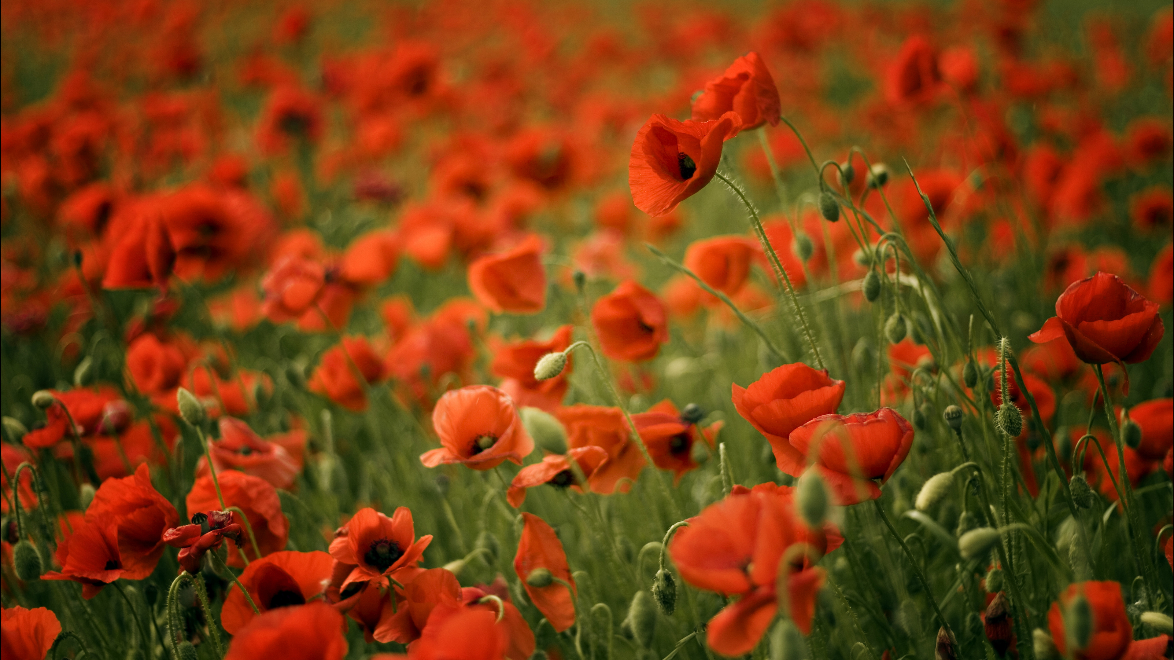 Обои цветок, коклико, поле, растение, полевой цветок в разрешении 3840x2160