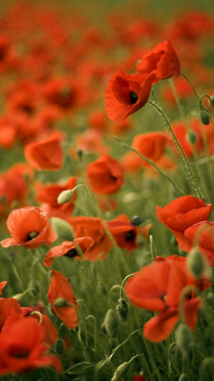 Обои цветок, коклико, поле, растение, полевой цветок в разрешении 720x1280