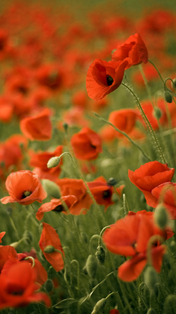 Обои цветок, коклико, поле, растение, полевой цветок в разрешении 750x1334