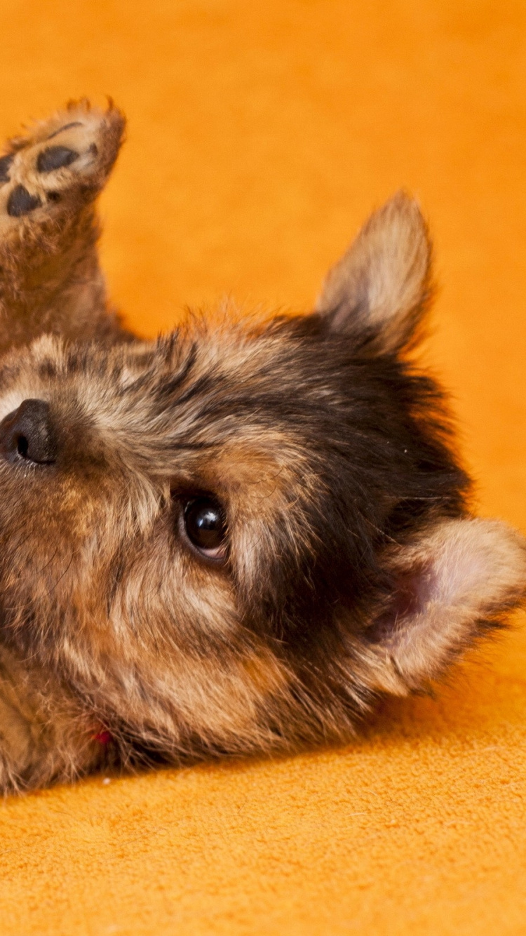 Обои Йоркширский терьер, щенок, собака породы, Керн терьер, собаки в разрешении 750x1334