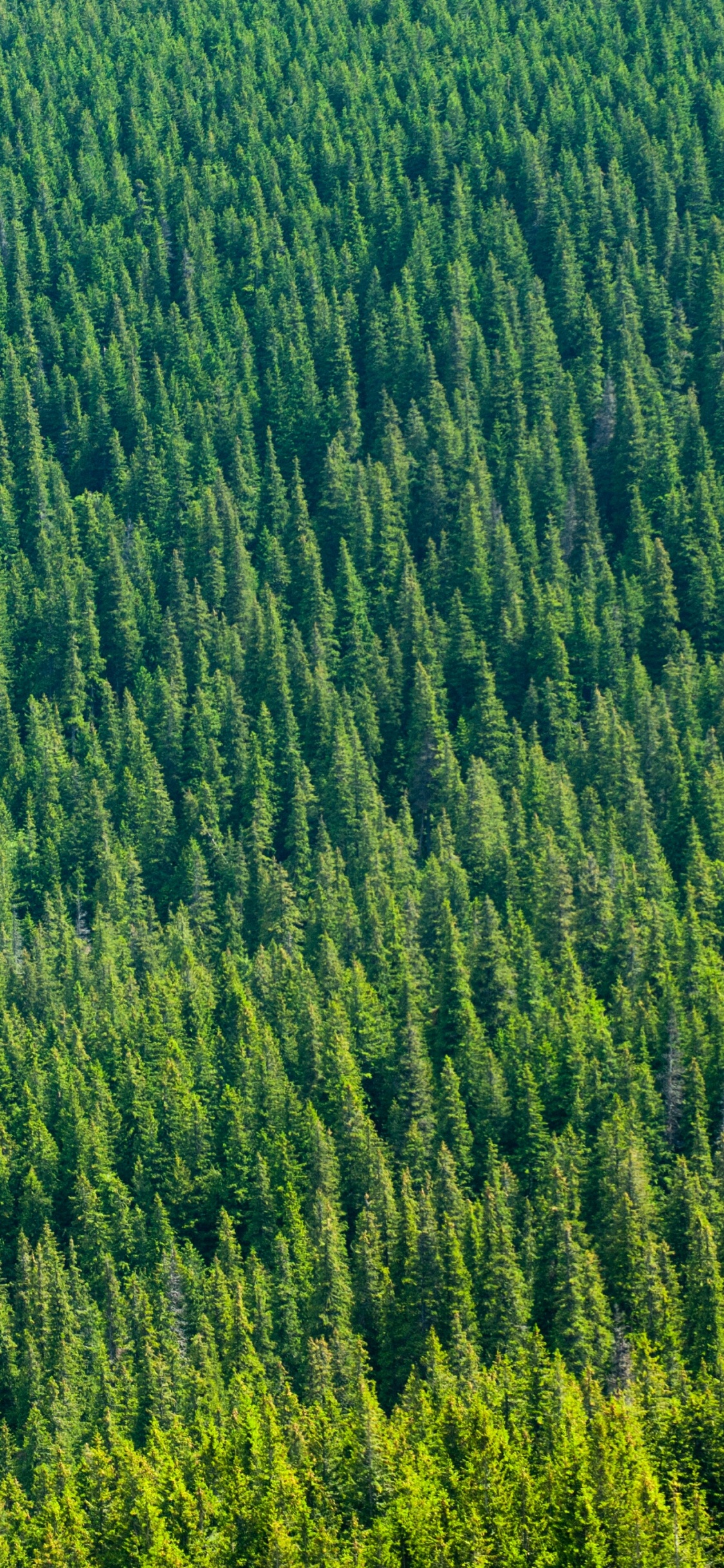 Обои зеленый, растительность, поле, растение, сенокосное угодье в разрешении 1125x2436