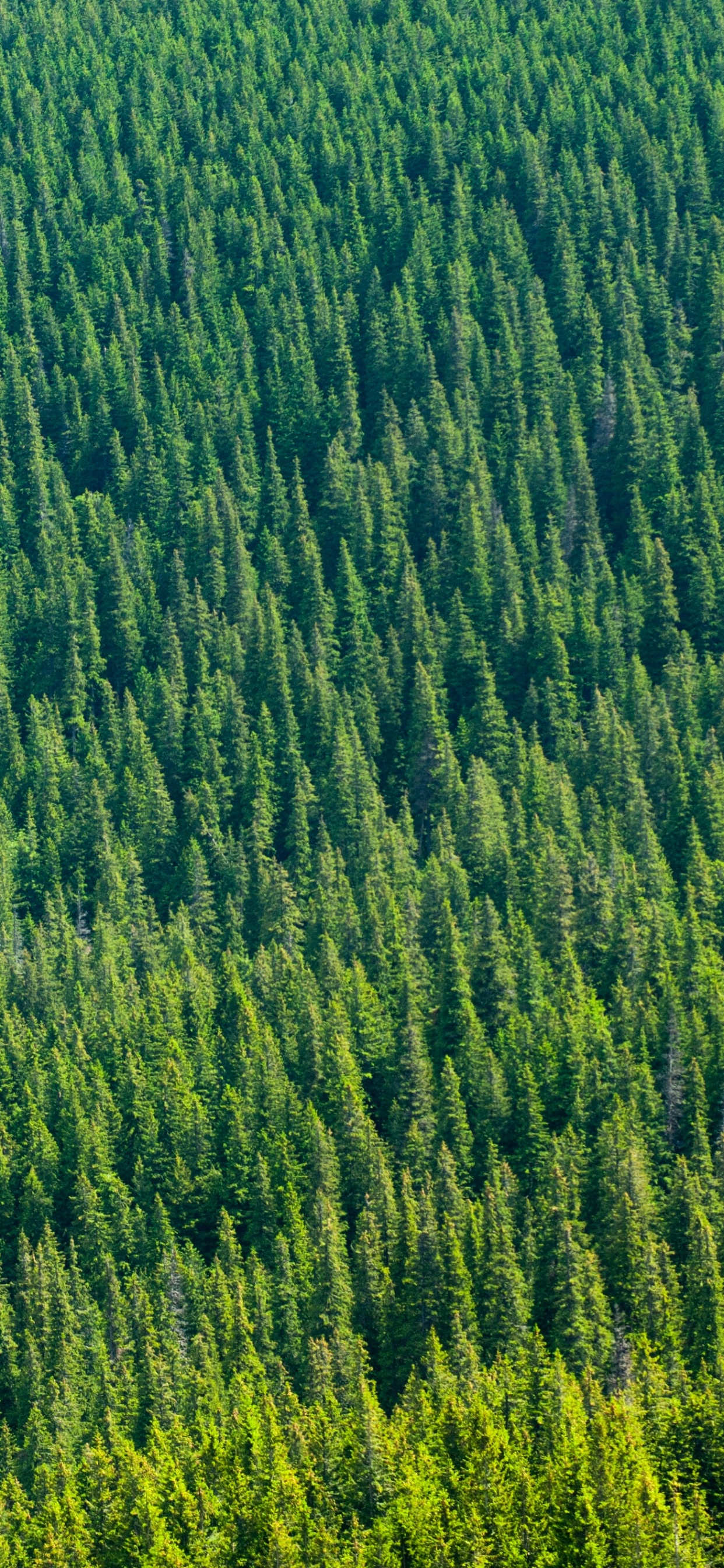 Обои зеленый, растительность, поле, растение, сенокосное угодье в разрешении 1242x2688