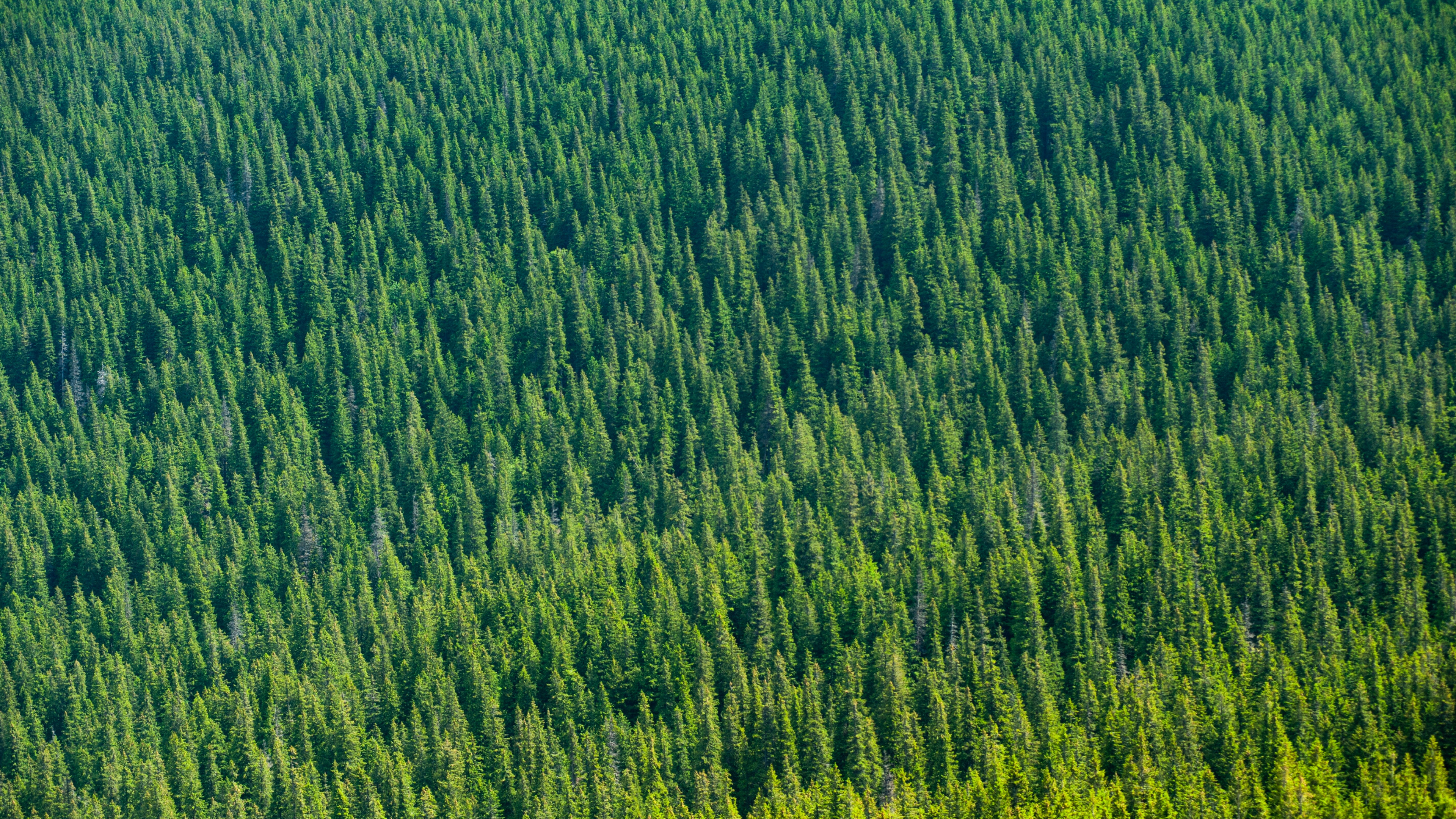 Обои зеленый, растительность, поле, растение, сенокосное угодье в разрешении 3840x2160