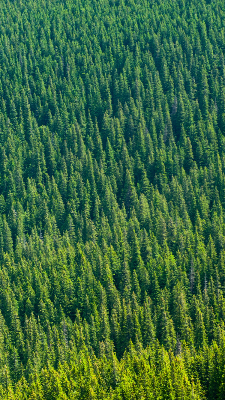 Обои зеленый, растительность, поле, растение, сенокосное угодье в разрешении 750x1334