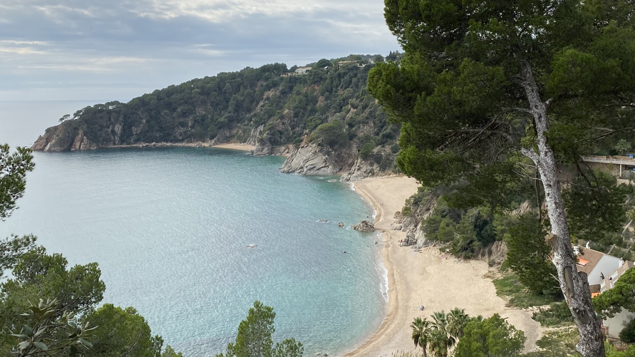 Обои побережье, водоем, гидроресурсы, дерево, берег в разрешении 1280x720