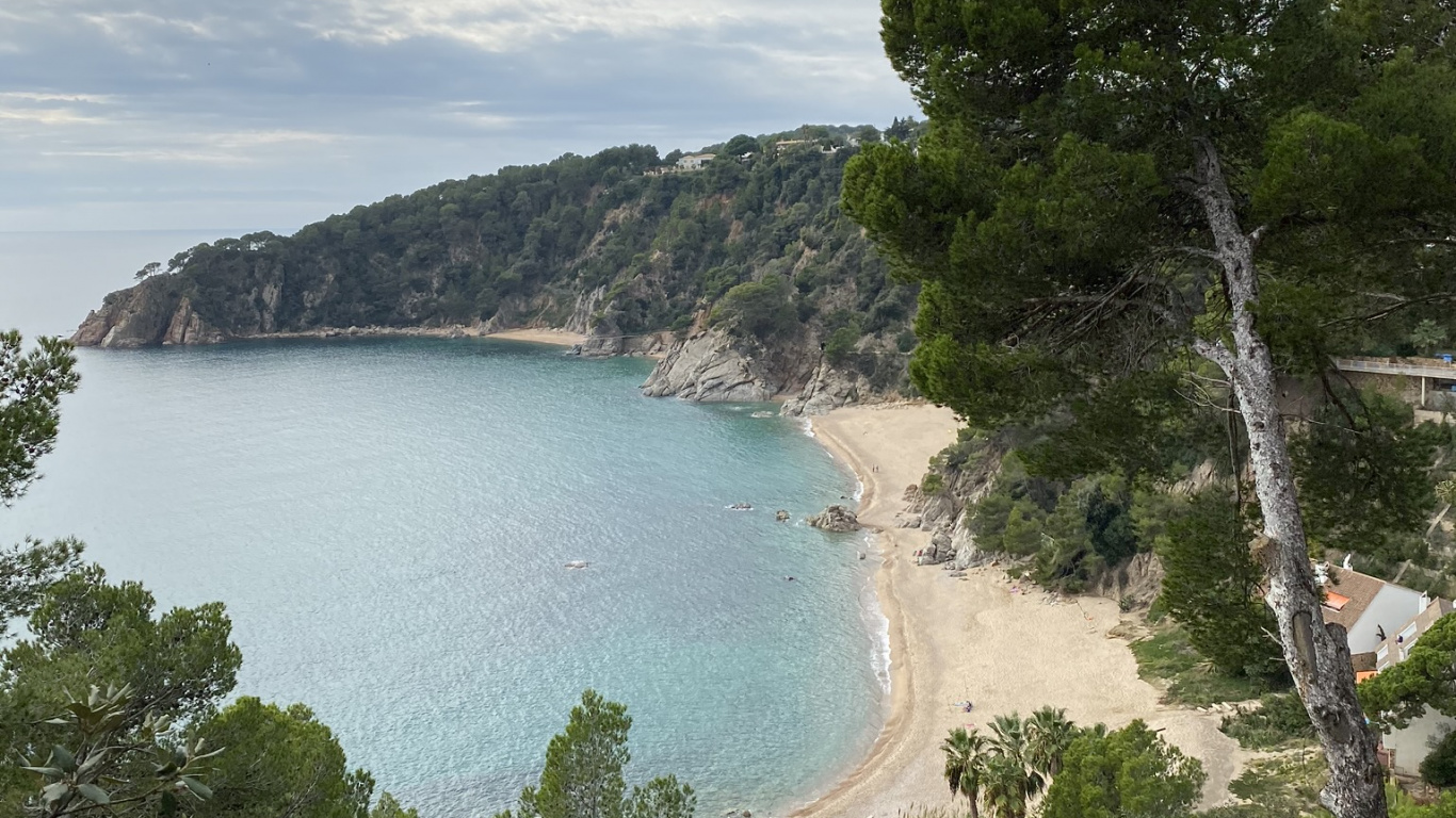 Обои побережье, водоем, гидроресурсы, дерево, берег в разрешении 1366x768