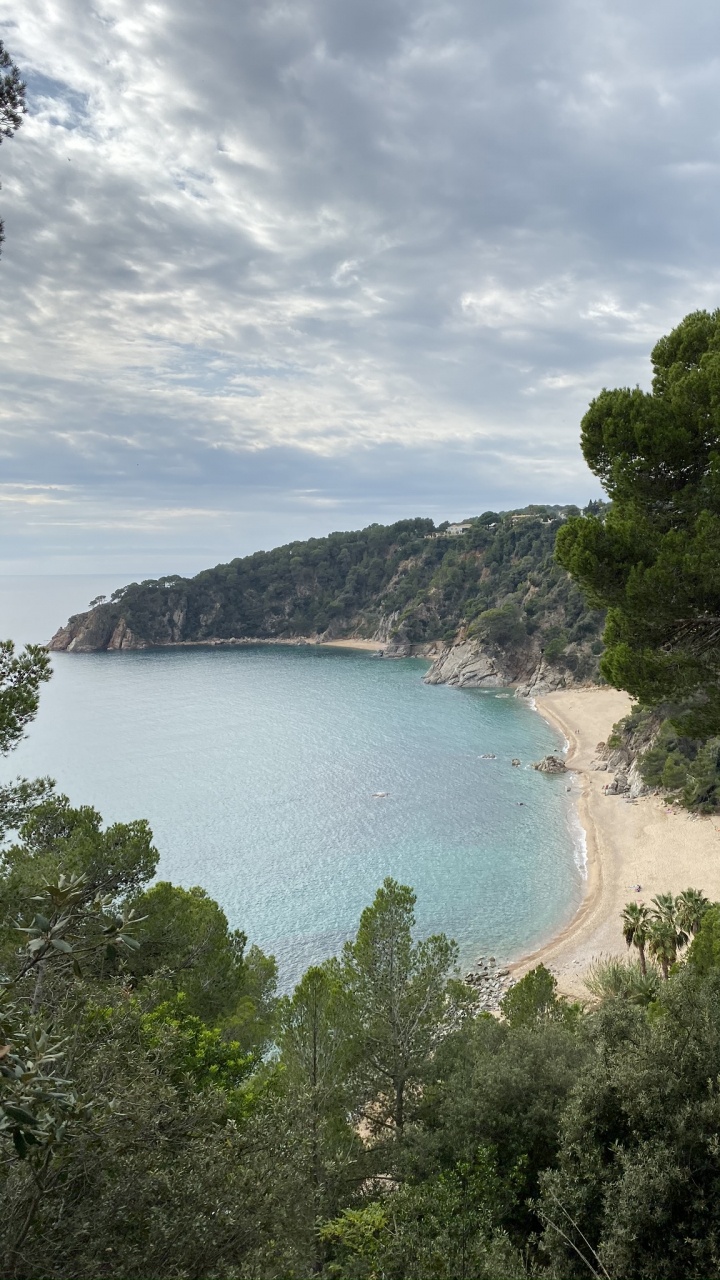 Обои побережье, водоем, гидроресурсы, дерево, берег в разрешении 720x1280