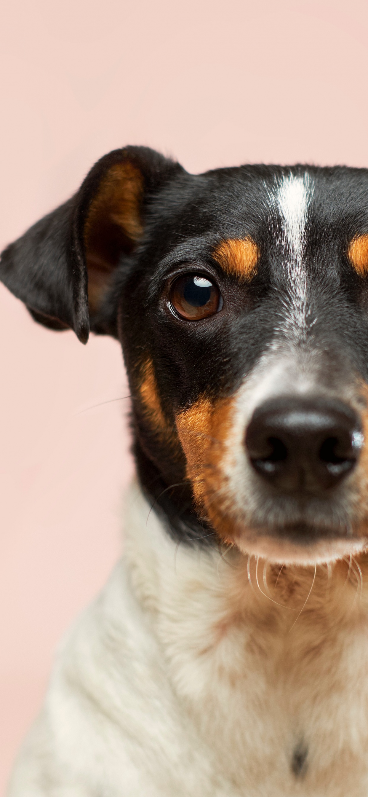 Обои пес, датский дог, маленькие собаки усыновляют щенка бесплатно, кот, Принятие домашнее животное в разрешении 1242x2688