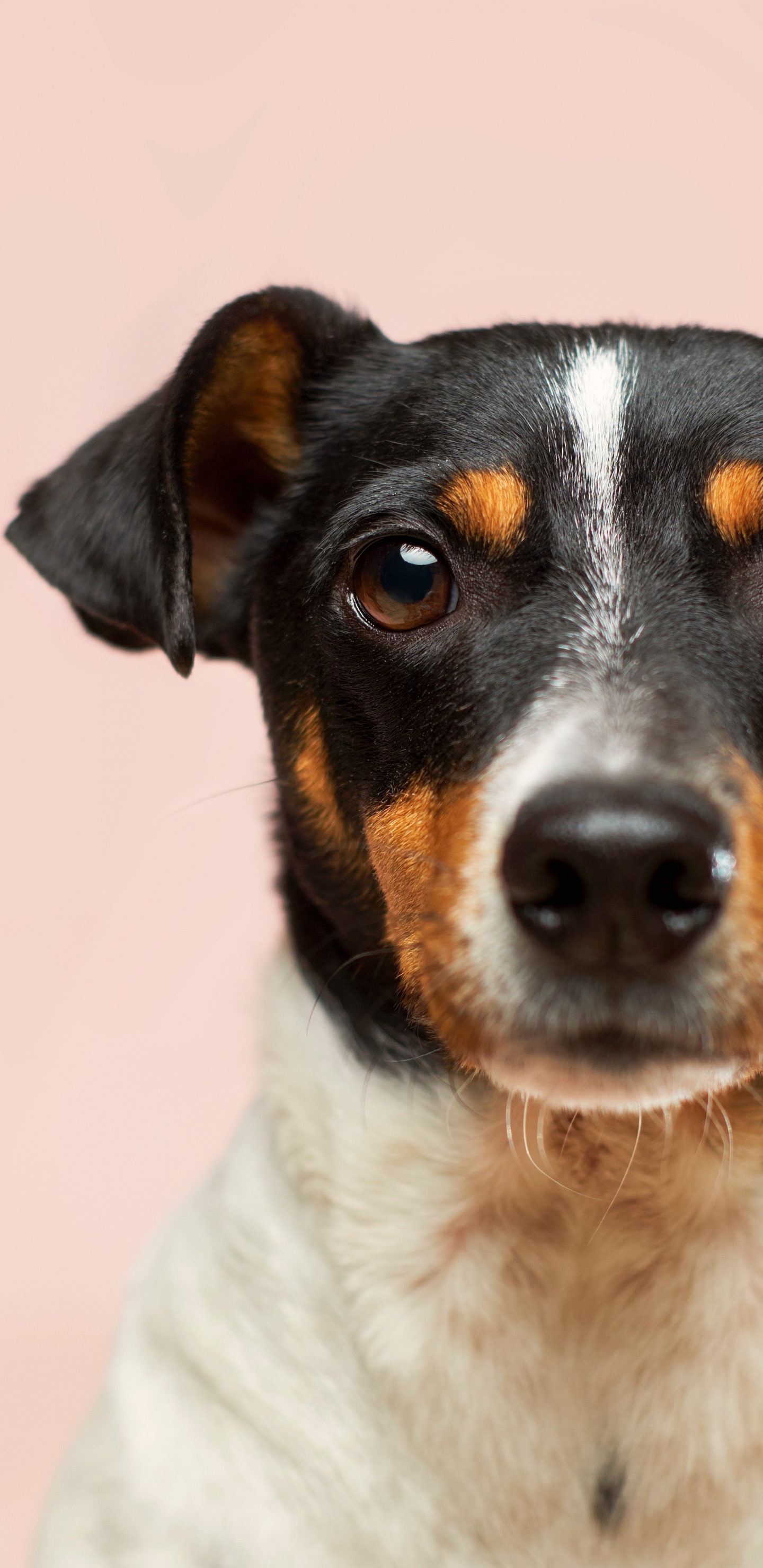 Обои пес, датский дог, маленькие собаки усыновляют щенка бесплатно, кот, Принятие домашнее животное в разрешении 1440x2960