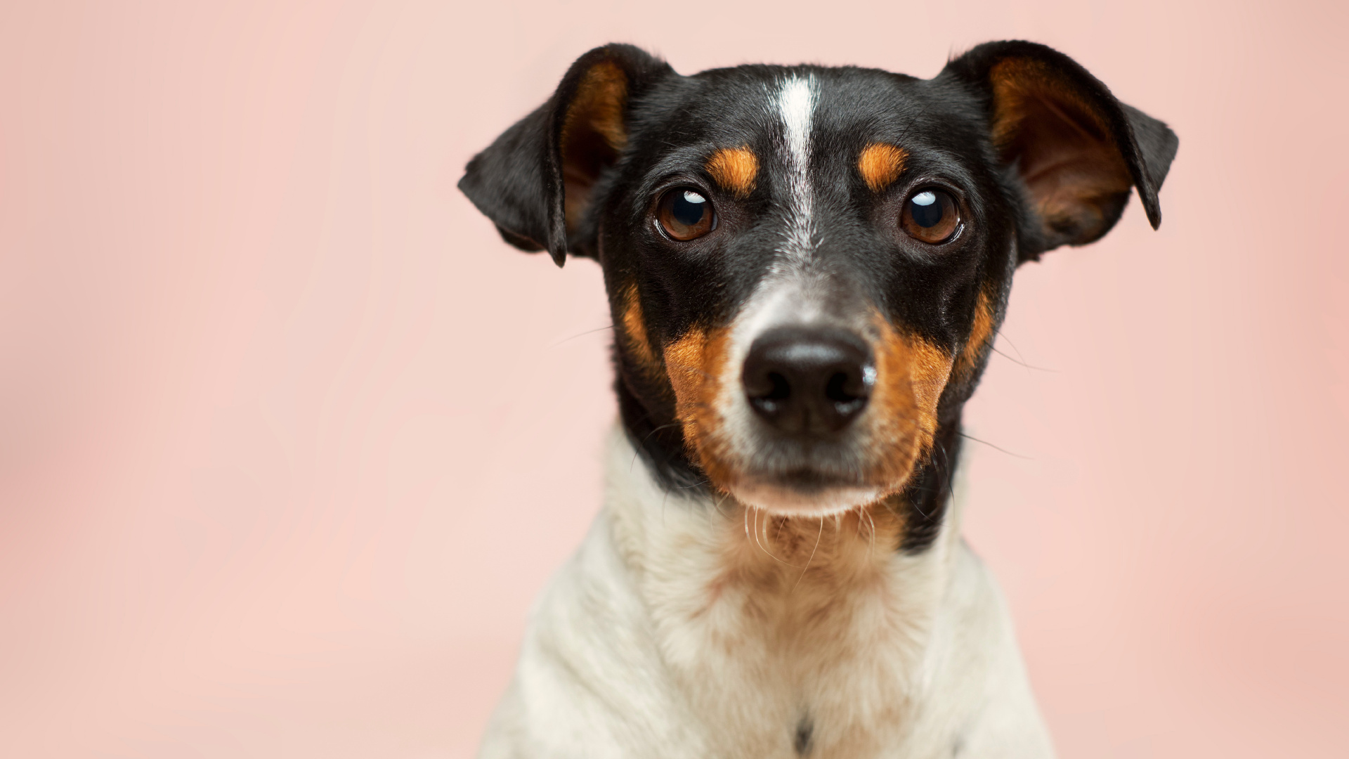 Обои пес, датский дог, маленькие собаки усыновляют щенка бесплатно, кот, Принятие домашнее животное в разрешении 1920x1080