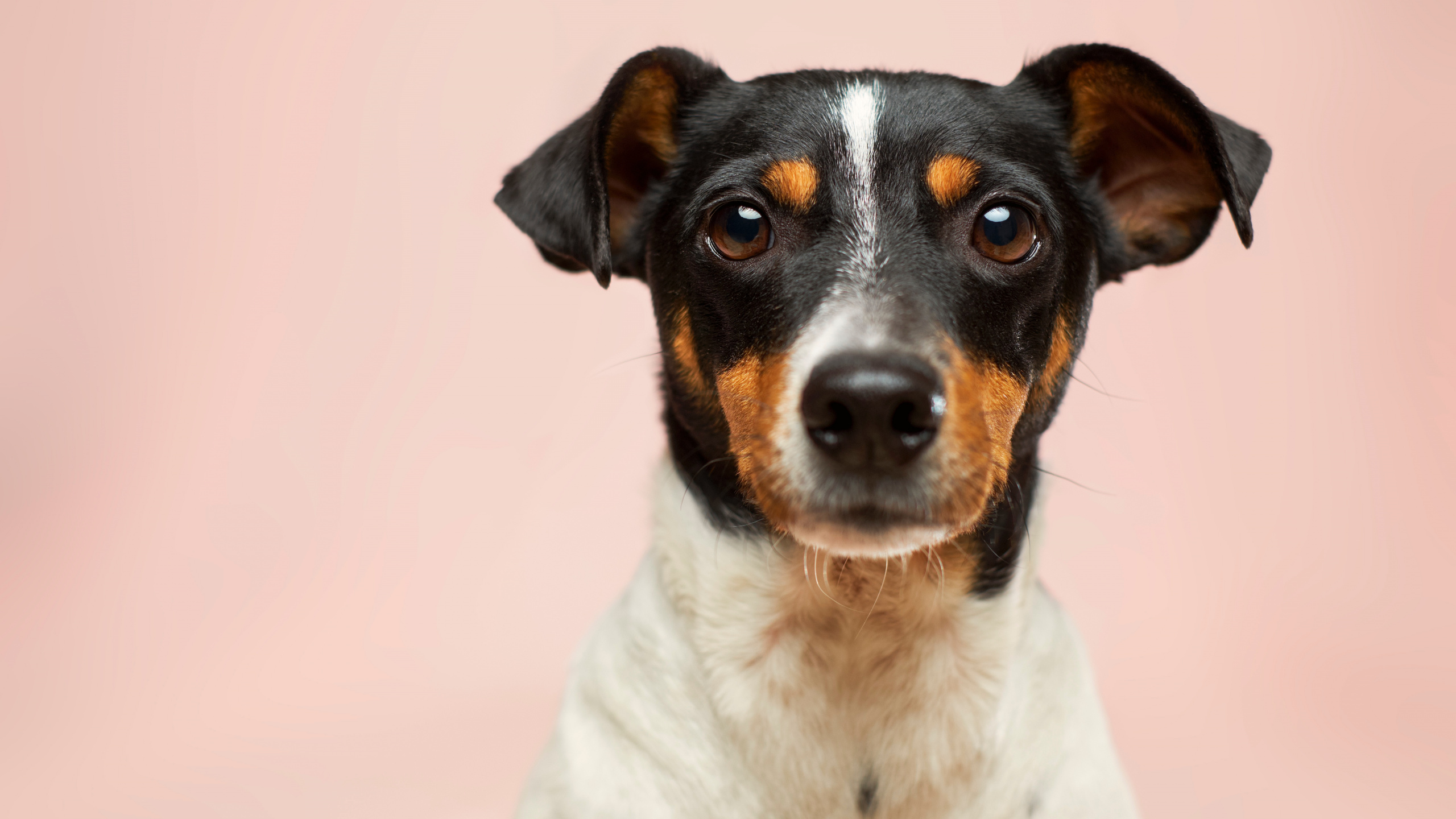 Обои пес, датский дог, маленькие собаки усыновляют щенка бесплатно, кот, Принятие домашнее животное в разрешении 2560x1440